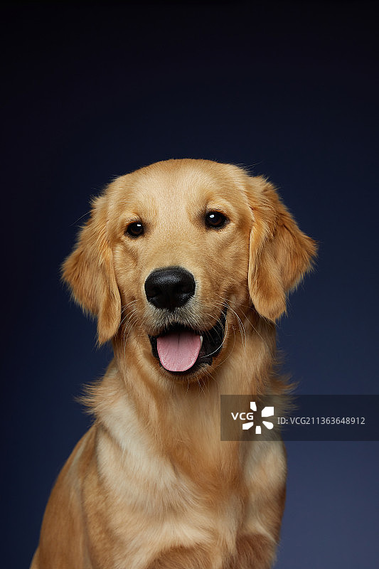 金毛肖像图片素材