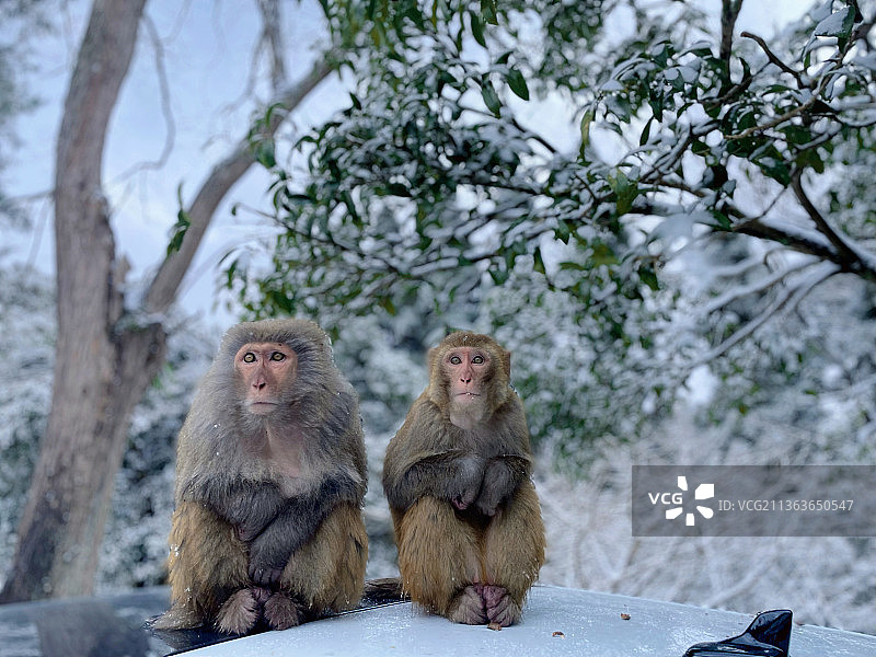 初雪后森林里的猴子图片素材