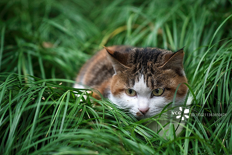 趴在地上抻懒腰的猫图片素材