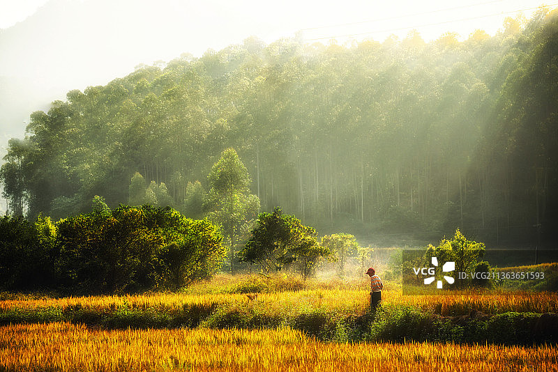 夕阳下的佛山市高明区坑美梯田图片素材