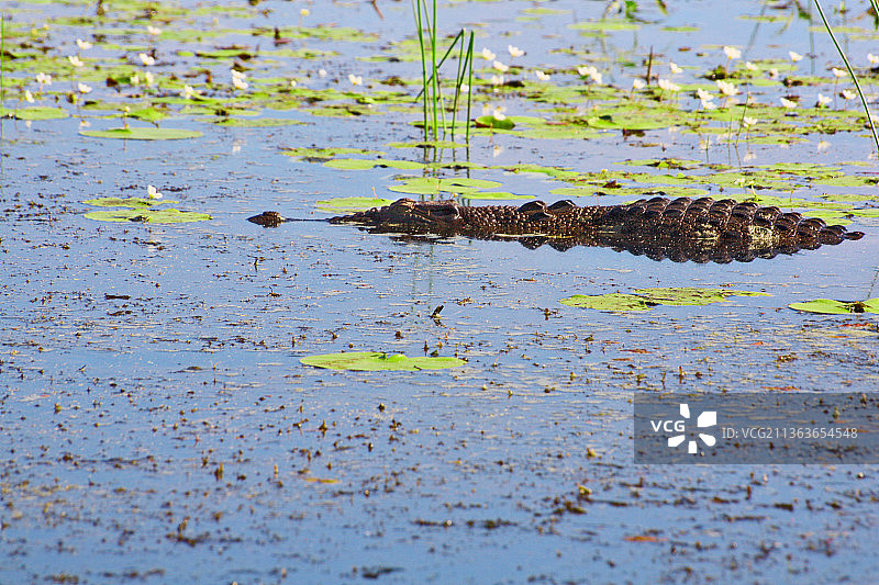 巡逻中的鳄鱼，湿地风光图片素材
