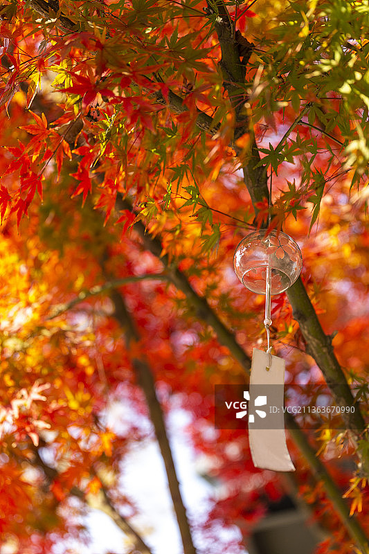 秋季枫叶红叶风铃背景图图片素材