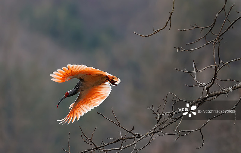 朱鹮《拥抱2022》图片素材