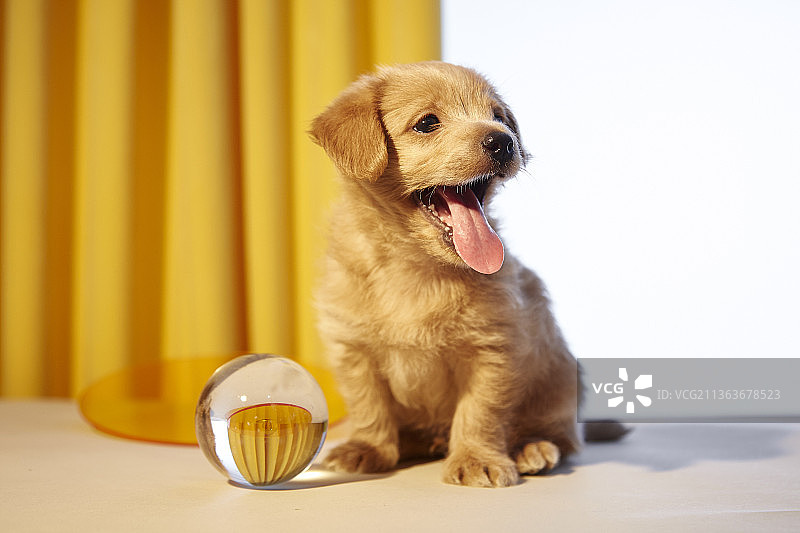 黄色窗帘前的宠物狗伸出舌头图片素材