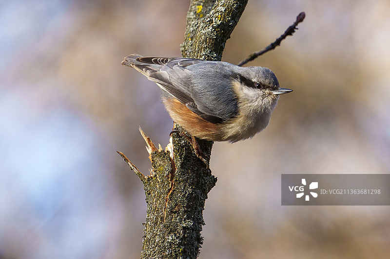 乌克兰日托米尔市加加林公园树林枝头的茶腹䴓图片素材