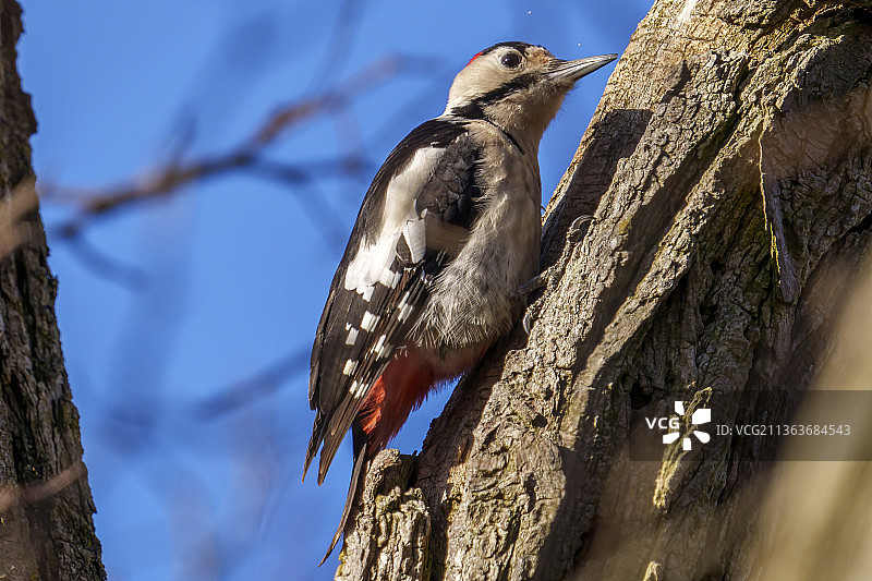 乌克兰日托米尔市加加林公园树林枝头上的大斑啄木鸟图片素材