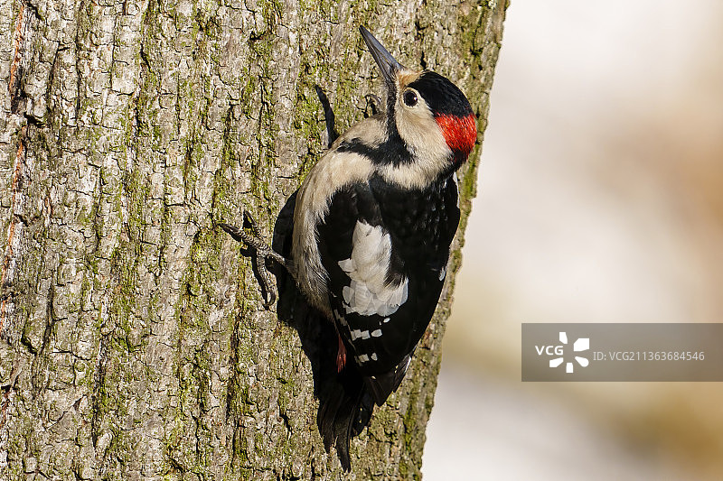 乌克兰日托米尔市加加林公园树林枝头上的大斑啄木鸟图片素材