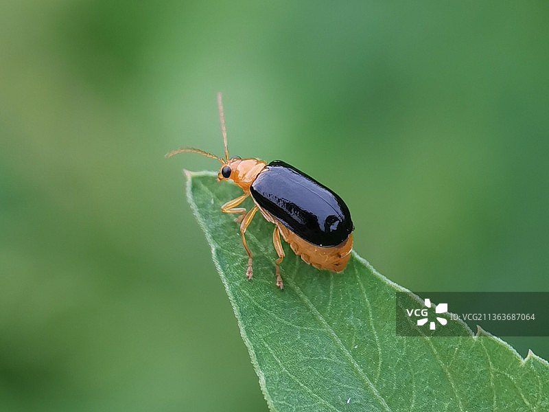 黄瓜虫图片素材