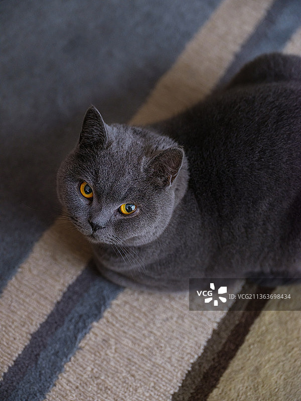 一只趴在地上的蓝猫抬起了头图片素材