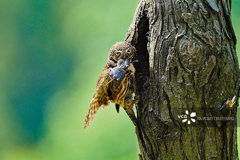 信阳土门村的斑头鸺鹠图片素材