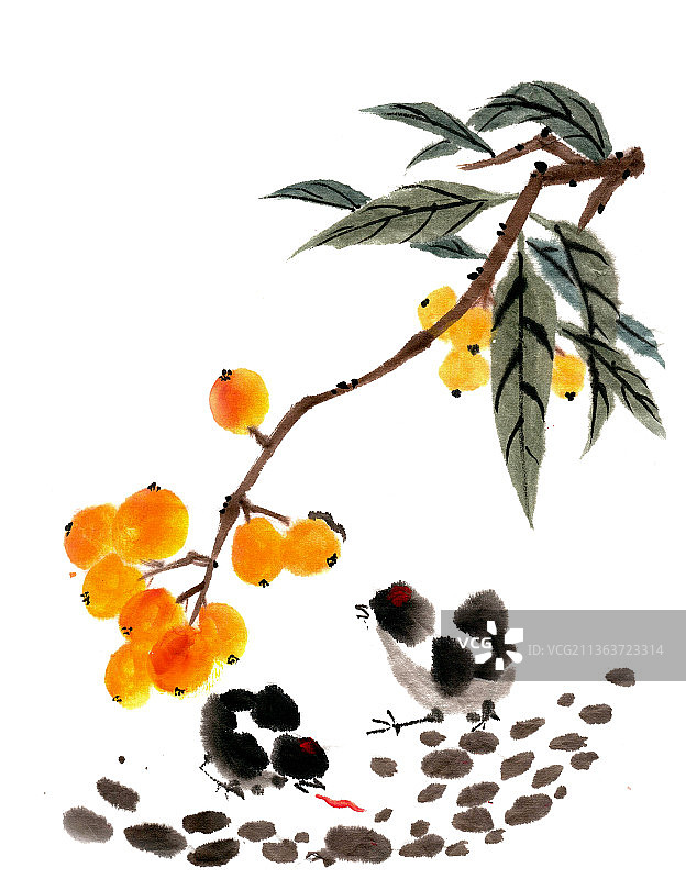 枇杷果与小鸡图片素材