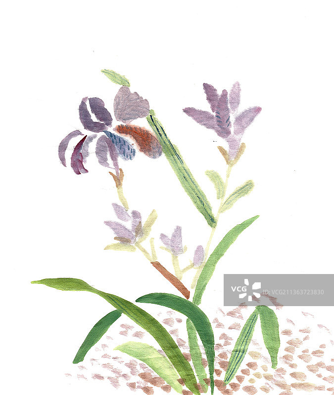 紫色的兰花图片素材