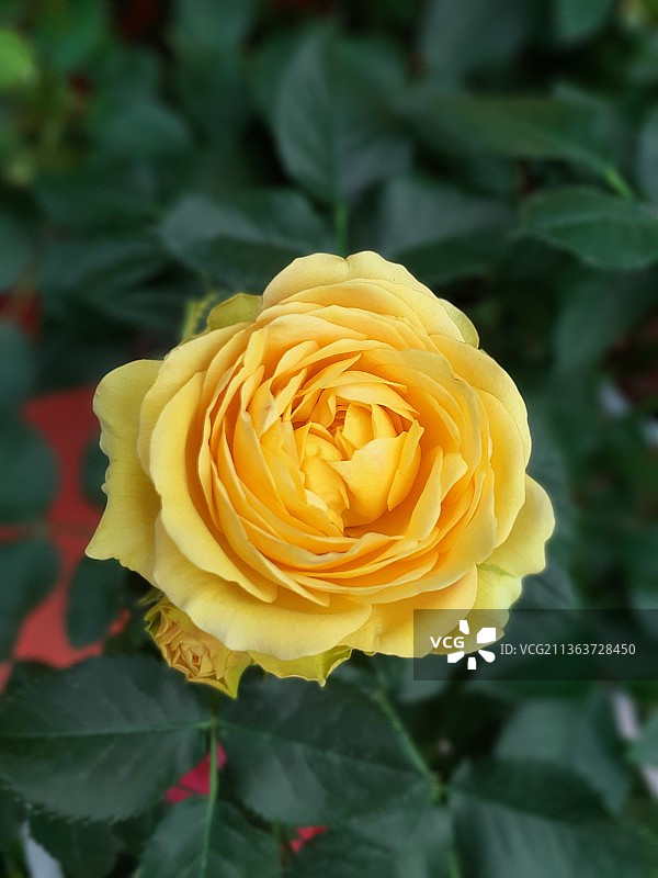 黄玫瑰图片素材