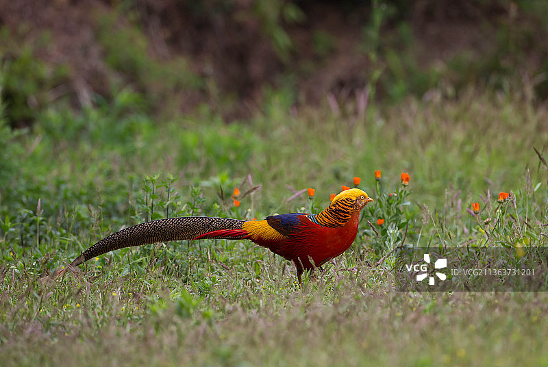 拍摄于陕西洋县的红腹锦鸡图片素材