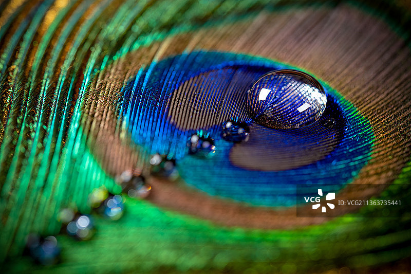 孔雀羽毛特写图片素材