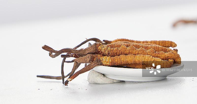 冬虫夏草图片素材