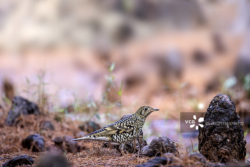 湿地公园的虎斑地鸫图片素材