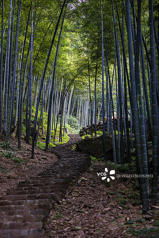 江苏无锡宜兴竹海景区图片素材