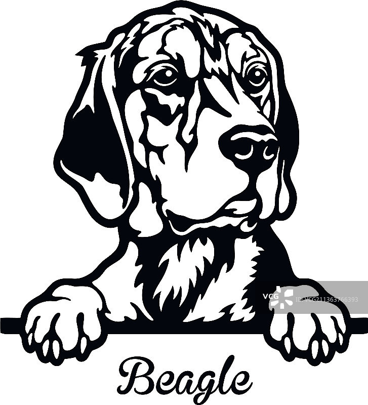 比格犬偷看 - 头部在白色背景上隔离图片素材