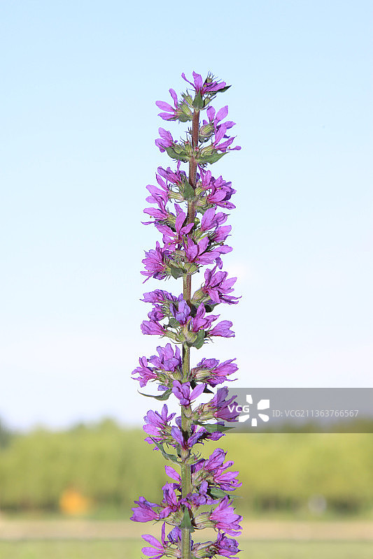 千屈菜花朵图片素材