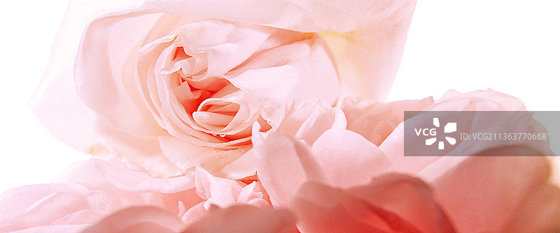 玫瑰，马尔梅森的回忆波旁玫瑰图片素材