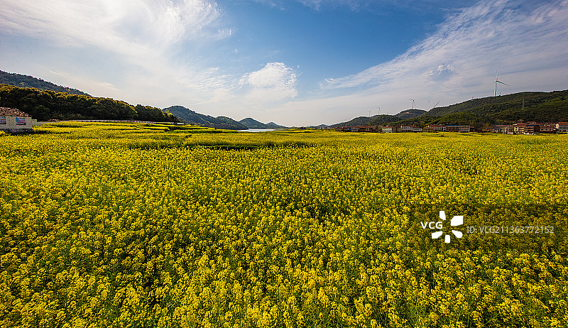 拍摄于湖北武穴的油菜花图片素材