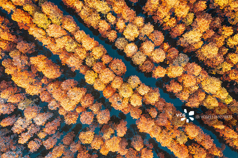 涨渡湖水上森林的池杉俯瞰图片素材