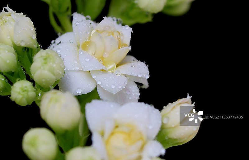 新年之际，在河北省张家口市宣化区拍摄的长寿花图片素材