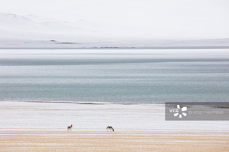 中国西藏阿里地区改则县羌塘草原雪地里的藏野驴图片素材
