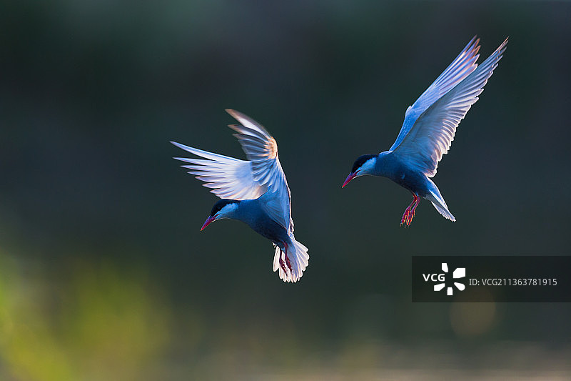 灰翅浮鸥图片素材