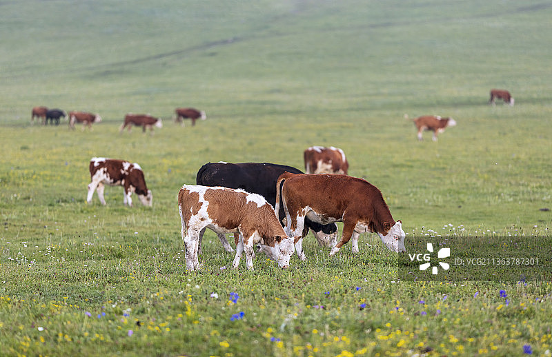 夏季牧场牛群。图片素材