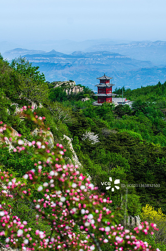 泰山春色海棠花开图片素材