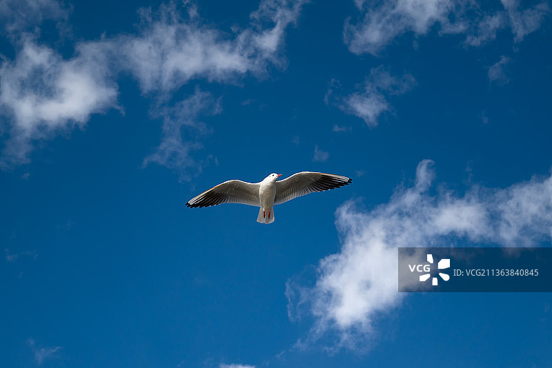 云南大理洱海蓝天白云下海鸥各种飞翔姿势特写图片素材