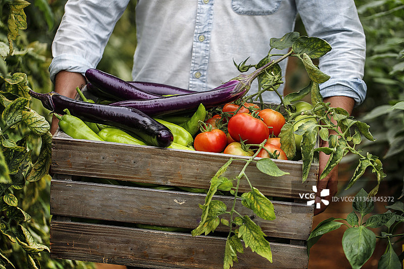 有机蔬菜图片素材