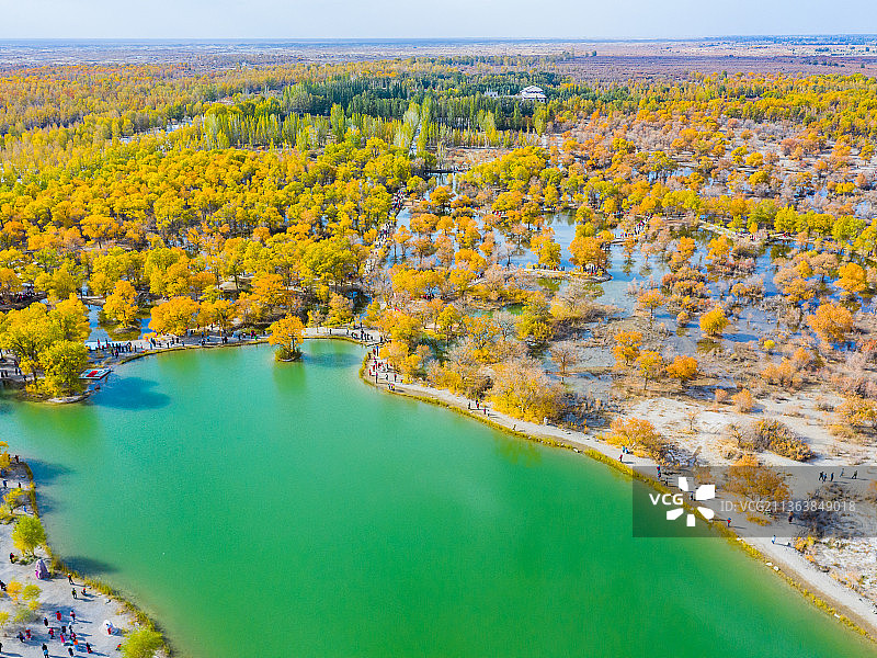 金塔胡杨林图片素材