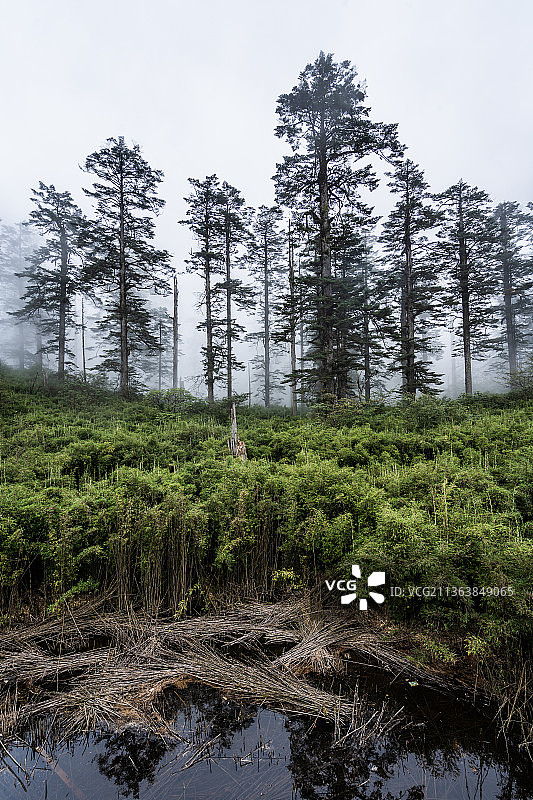四川省眉山市洪雅县瓦屋山桌山国家森林公园原始森林景观图片素材