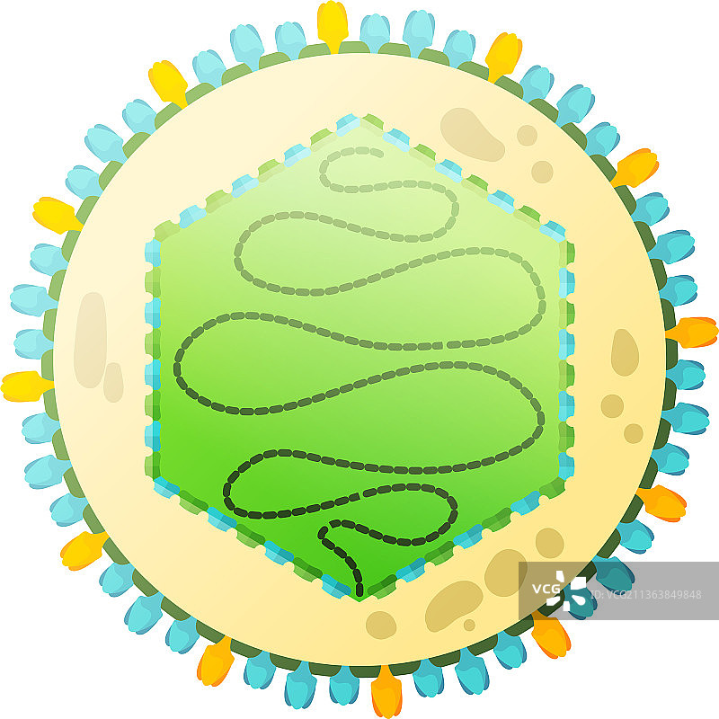 人类疱疹病毒组合图片素材