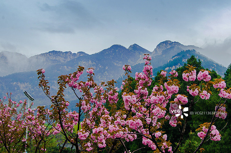 泰山彩石溪十里桃花图片素材