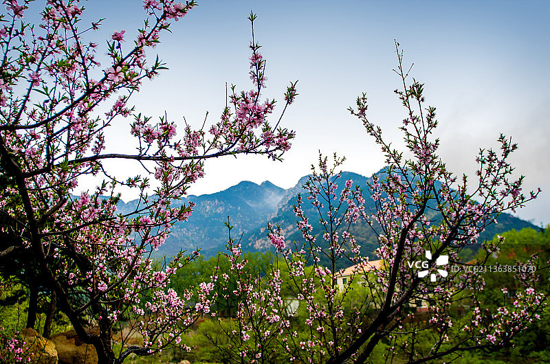 泰山彩石溪十里桃花图片素材