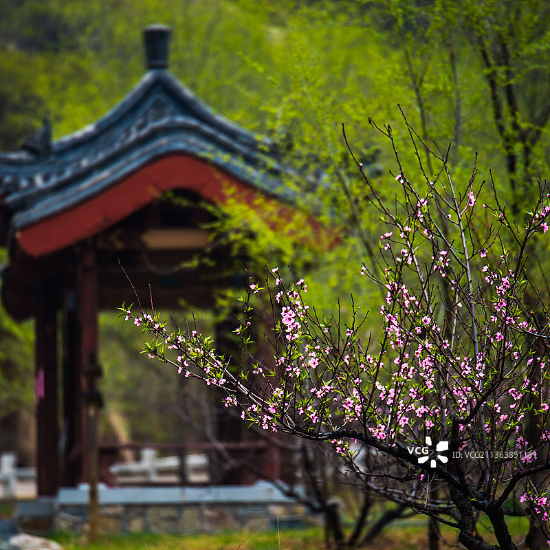 泰山彩石溪十里桃花图片素材