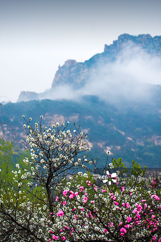 泰山彩石溪十里桃花图片素材