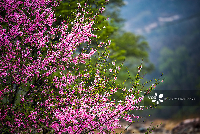 泰山彩石溪十里桃花图片素材