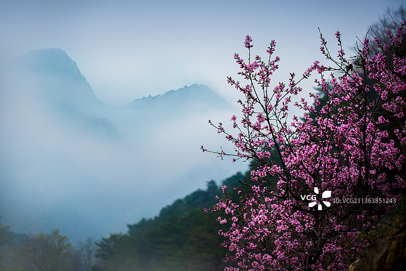 泰山彩石溪十里桃花图片素材