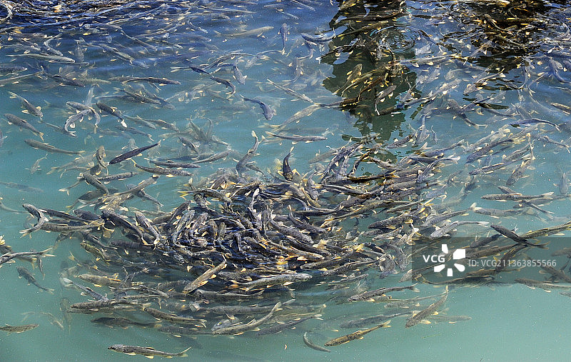 青海湖湟鱼图片素材