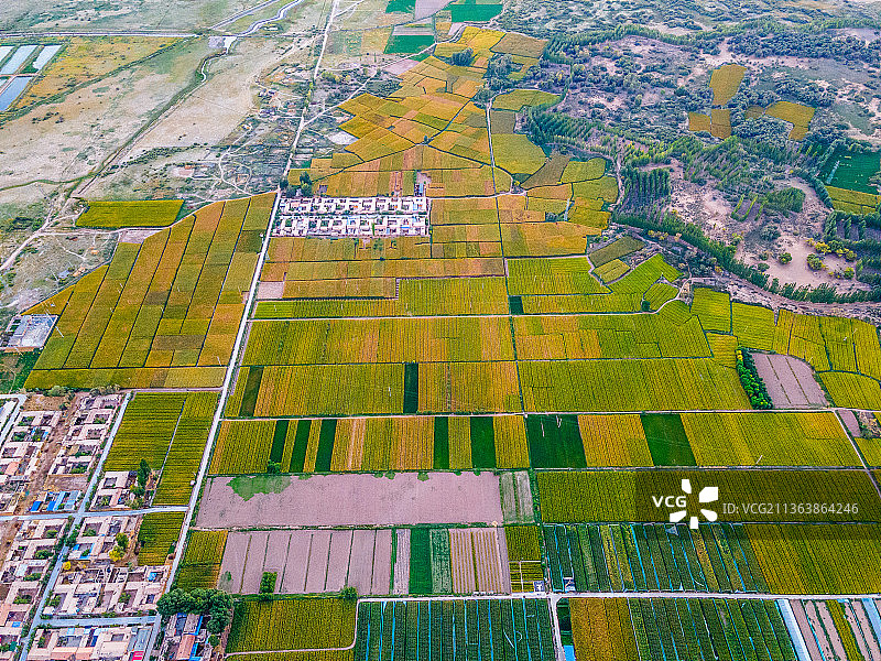 玉米制种图片素材