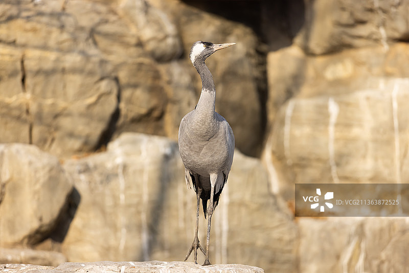 站立着的灰鹤图片素材