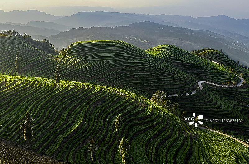 夕阳茶山图片素材