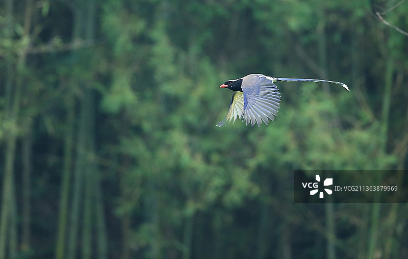 拍摄于陕西洋县的红嘴蓝雀图片素材