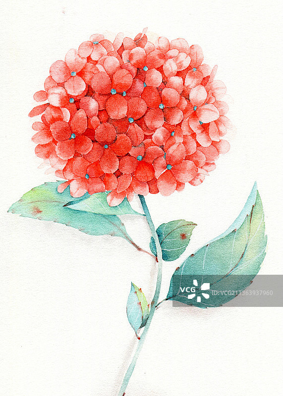 红色绣球图片素材