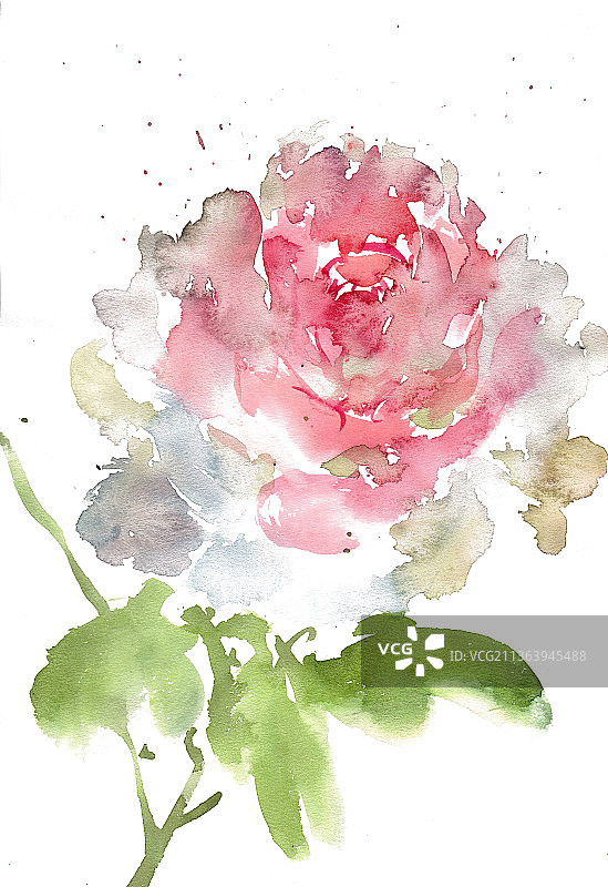 鲜艳的月季花图片素材